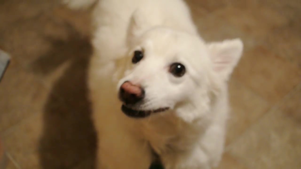 铲屎官就用一个火腿肠为爱斯基摩犬庆祝功效,汪星人一胡椒粉敷包的作用与生日图片