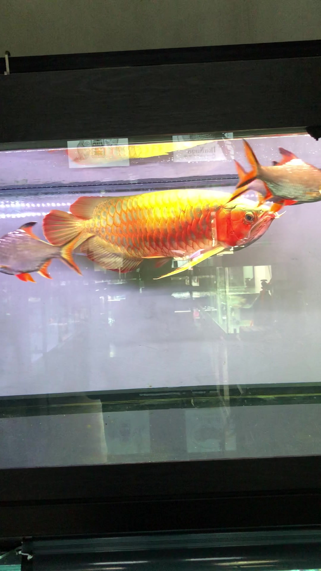 热带淡水观赏鱼中,最为名贵的红龙鱼