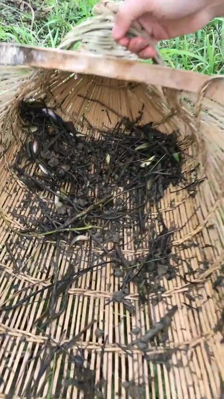 抓泥鳅!泥鳅最喜欢待在有淤泥的小沟里,野生泥鳅营养丰富哦!