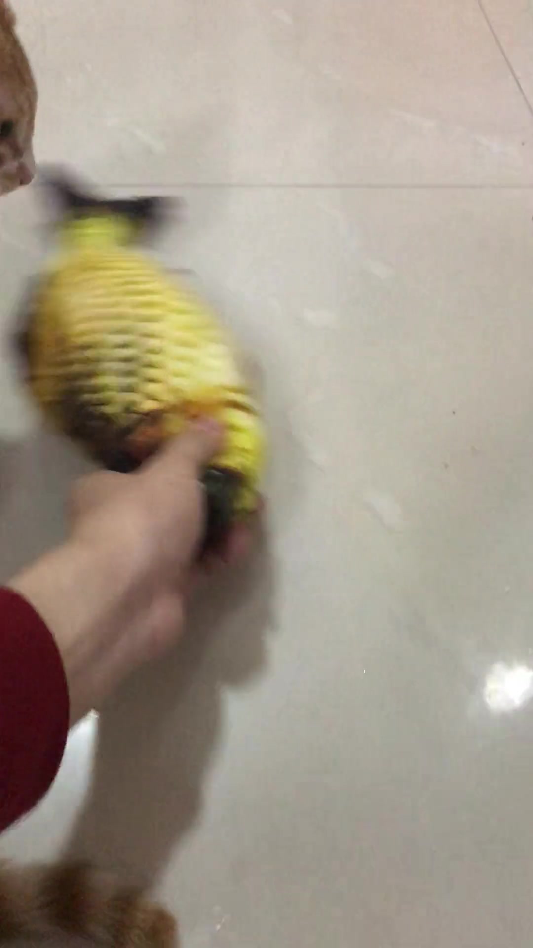 主人带回了一条玩具布偶鱼,喵星人爱不释手!