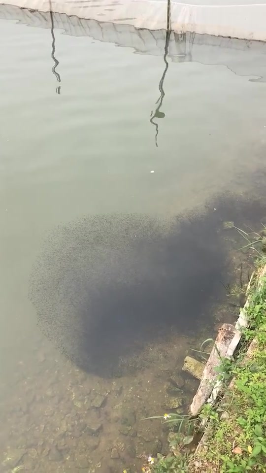 乌鳢鱼苗大军正向您袭来……