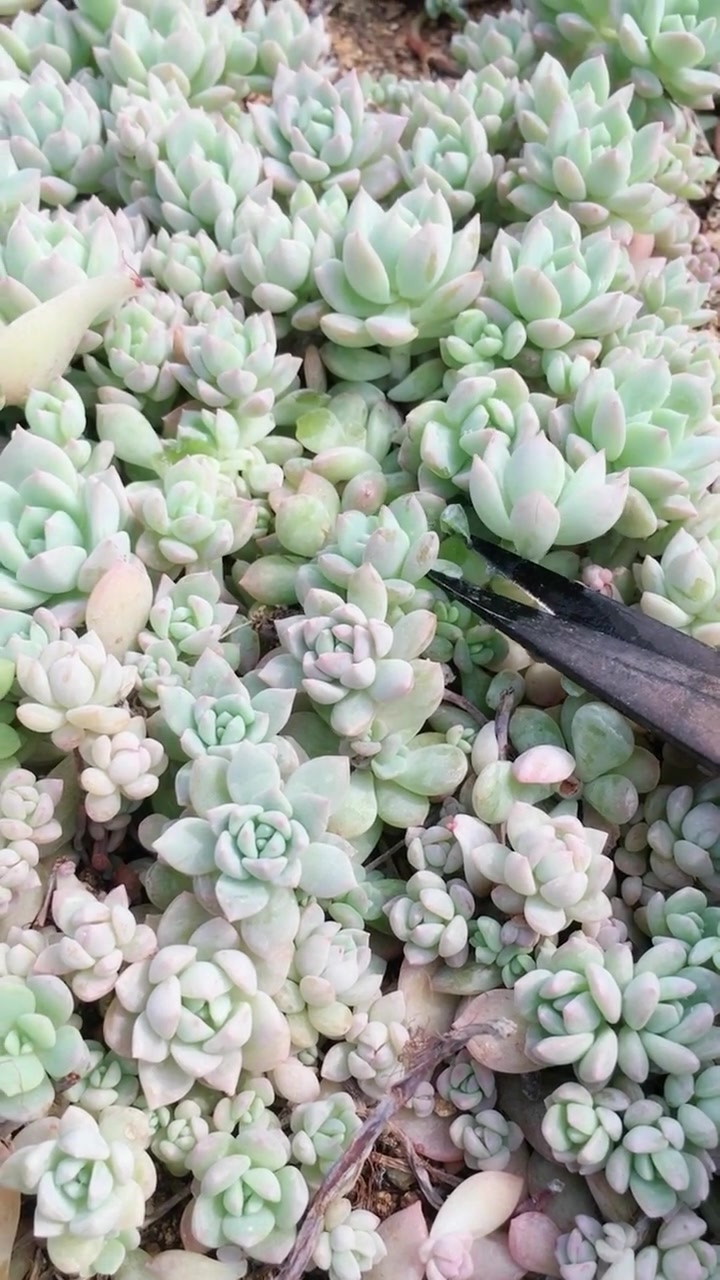 这颗品种叫粉蔓,它的繁殖方法砍头和叶插