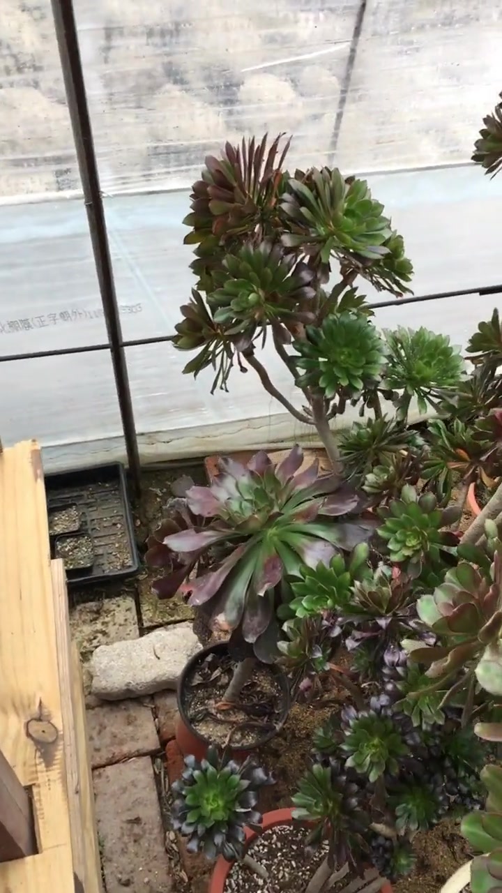 多肉植物黑法师,莲花掌属,开花主头挂!