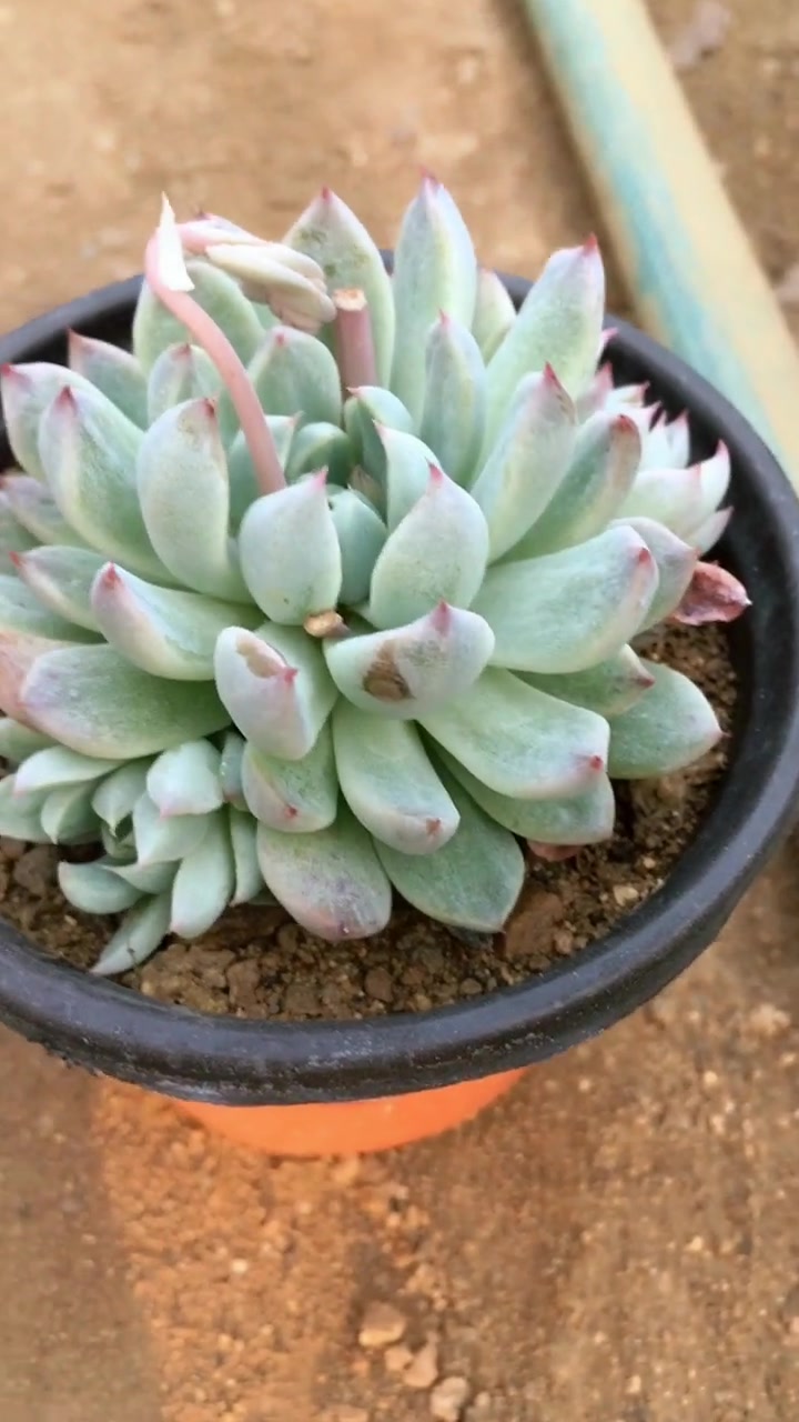 多肉植物白线也叫粉魔爪,晒出颜色的时候非常的漂亮