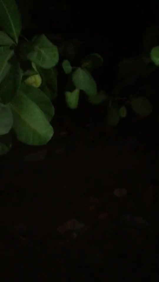 非洲农村的腰果树,终于见到腰果是怎么长的了!