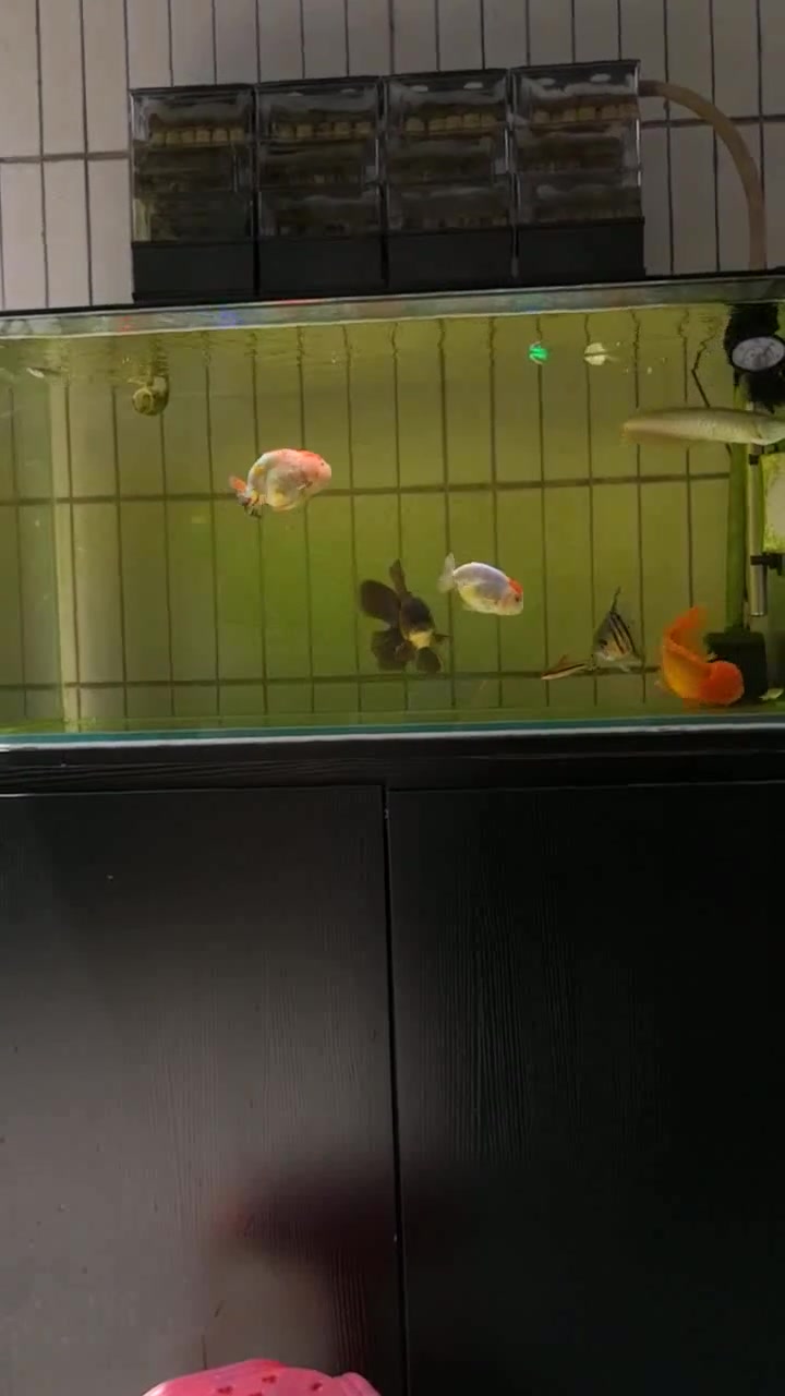 见到一个挺牛的混养,泰狮和金龙鱼