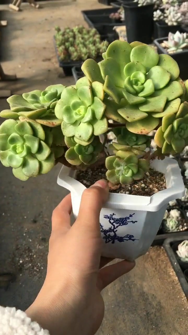 这是一种景天科的多肉植物,喜欢阳光充足,温暖,干燥的环境!