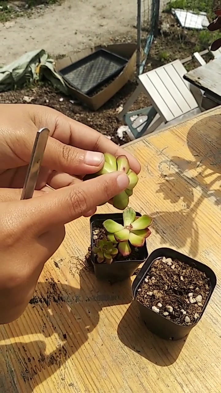 多肉植物砍头繁殖,平切一刀下去就可以,侧芽晾晒两到三天插土里