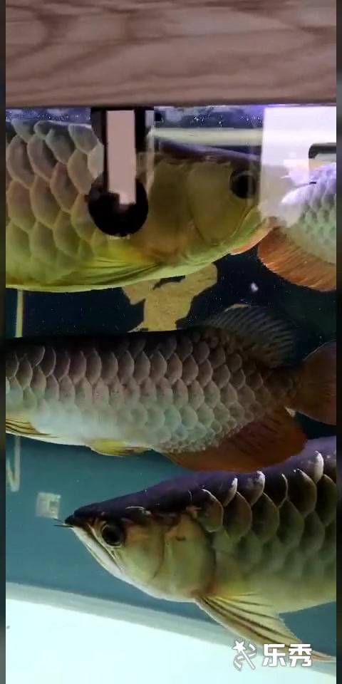 这金龙鱼混养得真行