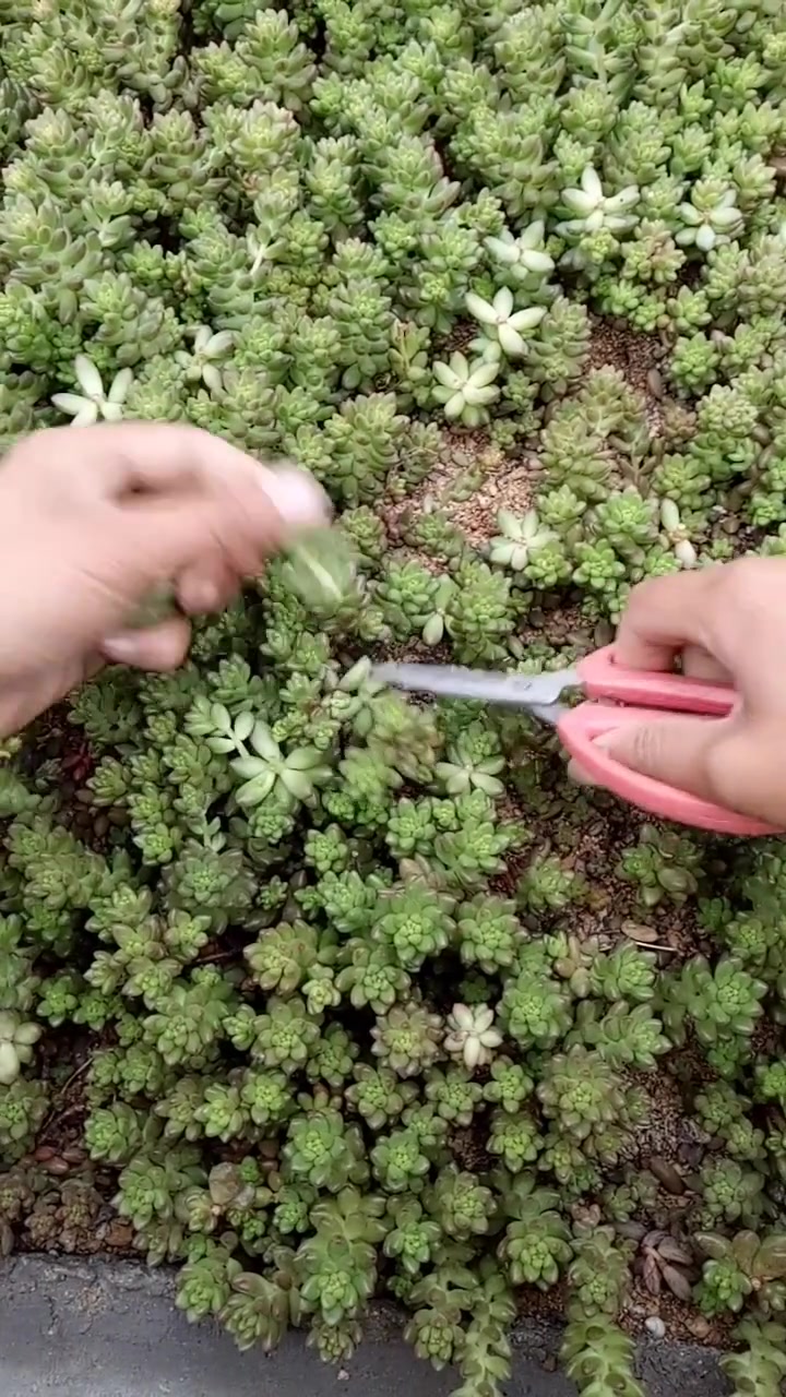 赤豆砍头之后晾晒一个星期左右,栽上就可以,这个品种容易爆头!