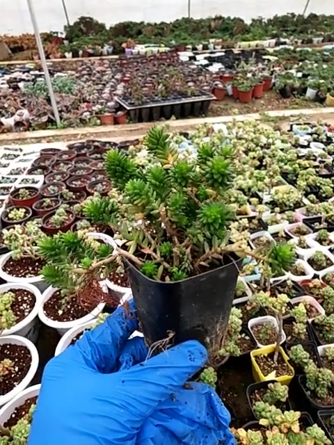 白话小松,其实是砍头繁殖,长得非常的茂盛!