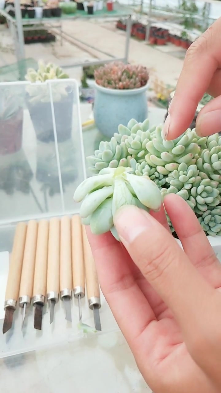 劳尔是一款有香味的多肉植物,需要强光暴晒,阳光越足香味会越浓