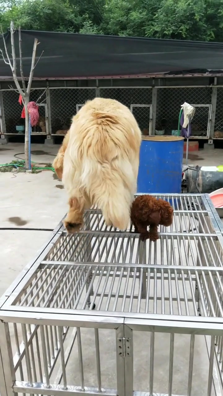 听到狗肉汤三个字的时候,小狗狗的反应太搞笑了!