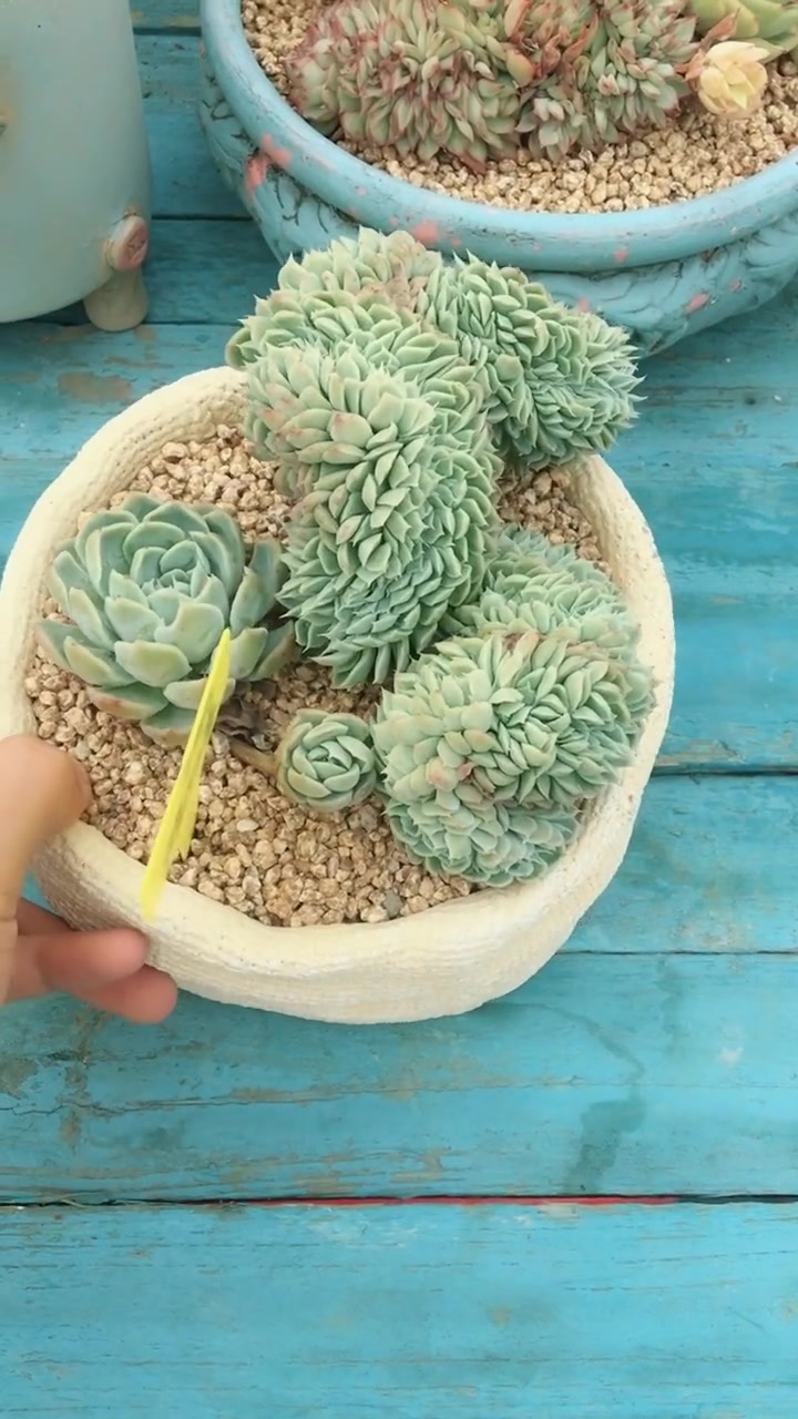 桑切斯龙头缀化,造型美观很独特!具有收藏价值