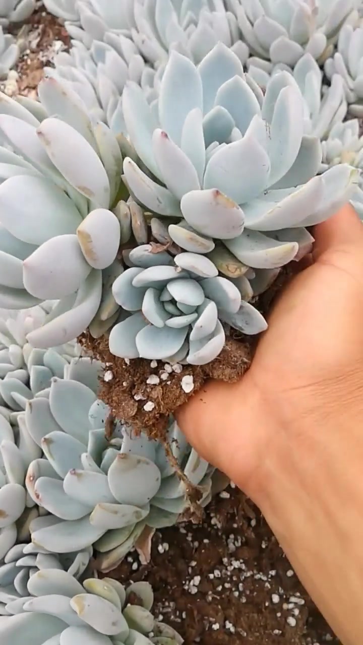 大型多肉植物芙蓉雪莲!喜光喜水耐旱!
