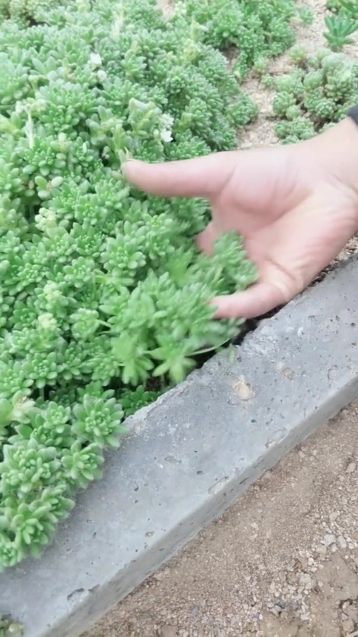 春上多肉植物繁殖就是掰小头繁殖,掰下来要放在通风处晾晒一星期