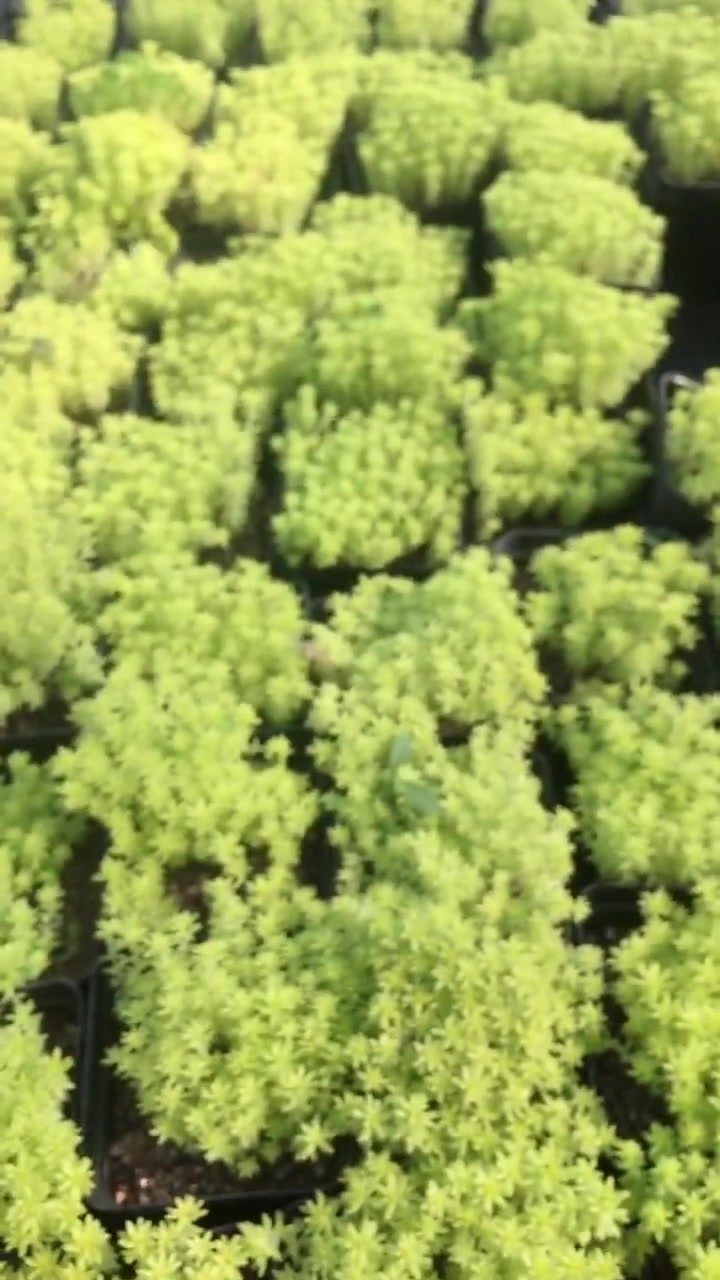 黄金万年草是拼盆必备的一款多肉植物,颜色很美