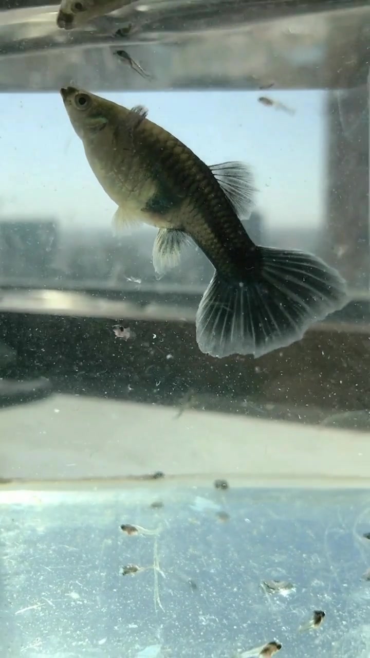 最近这个条孔雀鱼火了,现场直播生宝宝,每胎竟生5-50条小鱼!