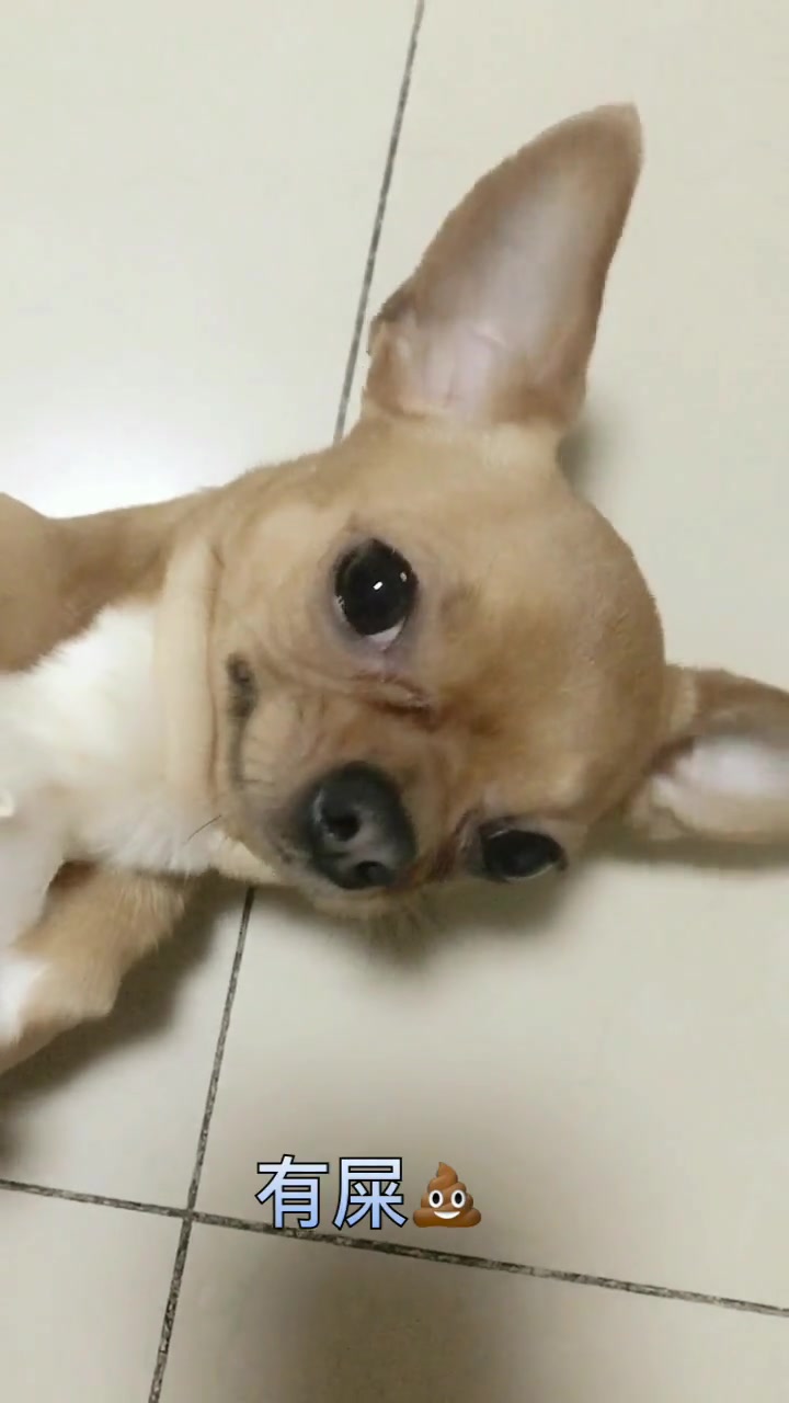 狗狗听到最怕词语是什么反应,这只吉娃娃简直就是行走的表情包!