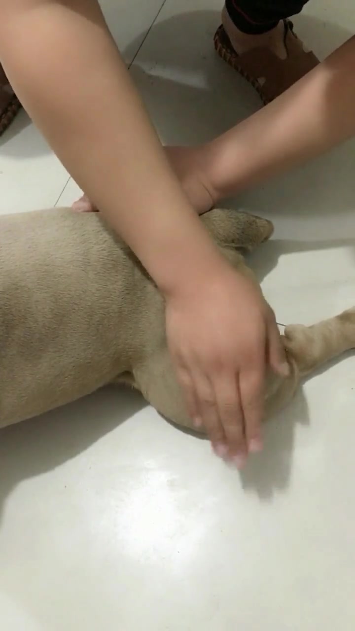 这是“舌尖上的狗肉”吗?哈哈