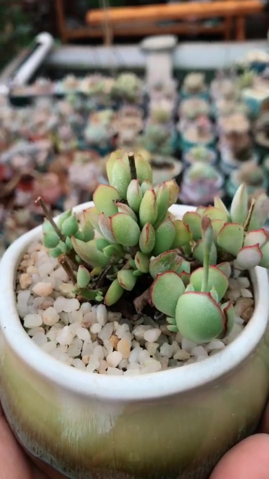 巧克力线福娘是砍头繁殖繁殖,不耐寒一定要注意保温!