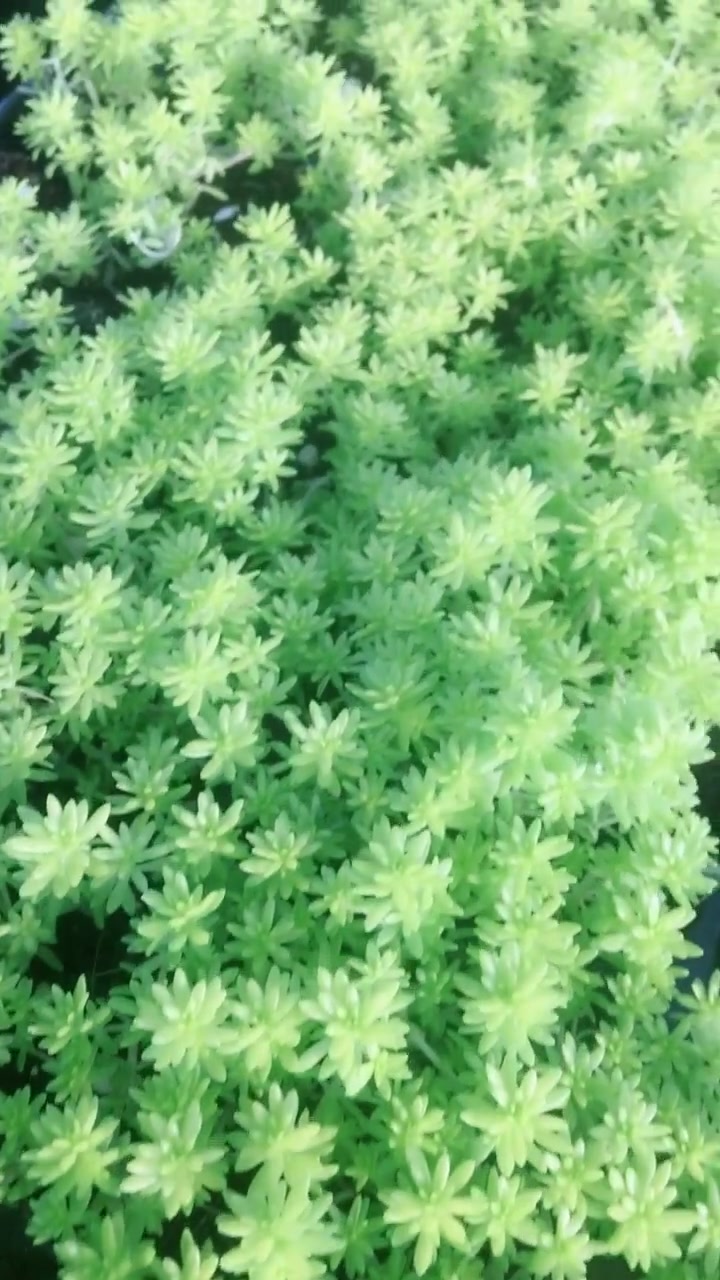 护盆草的一种多肉植物,黄金万年草也叫黄金万两!