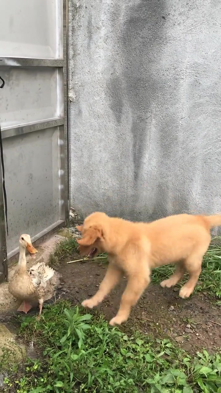 狗子和鸭子打架,狗狗这不是欺负鸭子嘛,不过这鸭子好淡定啊