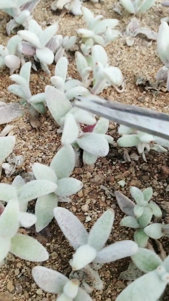 福兔耳砍头繁殖,只要把砍下来的头晾一个星期左右,种上就可以