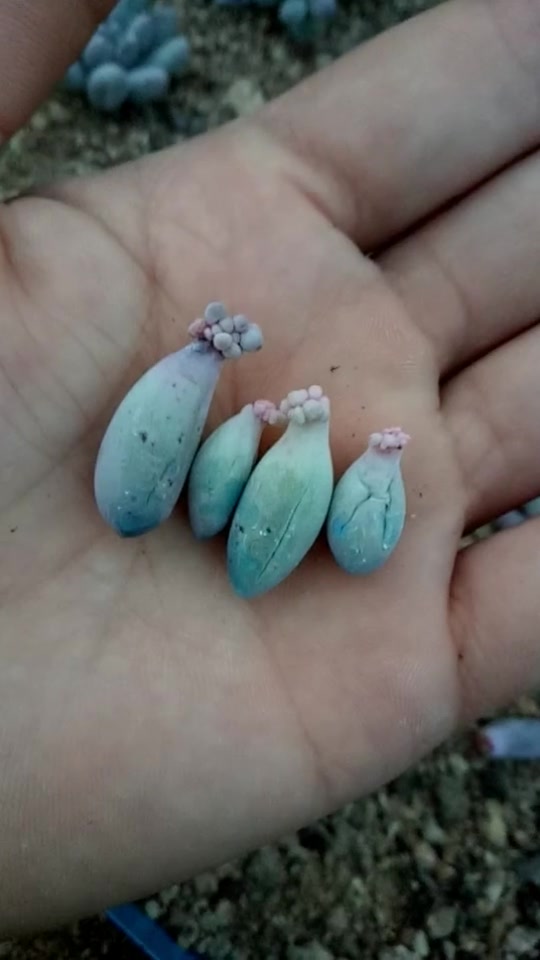 多肉植物婴儿手指,它可以通过叶插和砍头来繁殖~