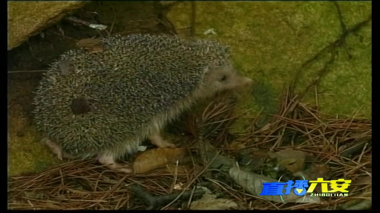 去年5月份,六安市森林公安局裕安分局接报警称六安市南门农贸市场内有人在非法出售野生动物。民