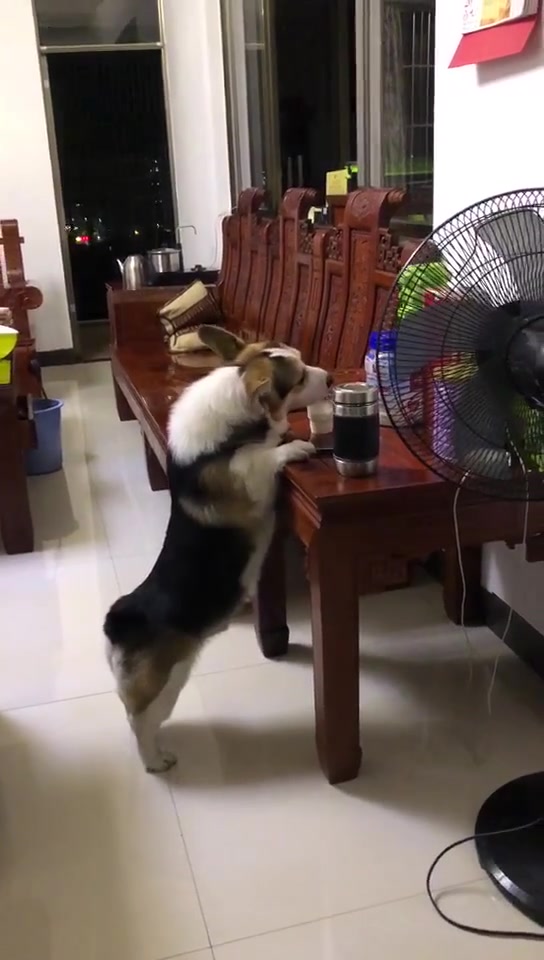 一只用生命在偷喝酸奶的狗子,该不该下锅吃狗肉火锅?