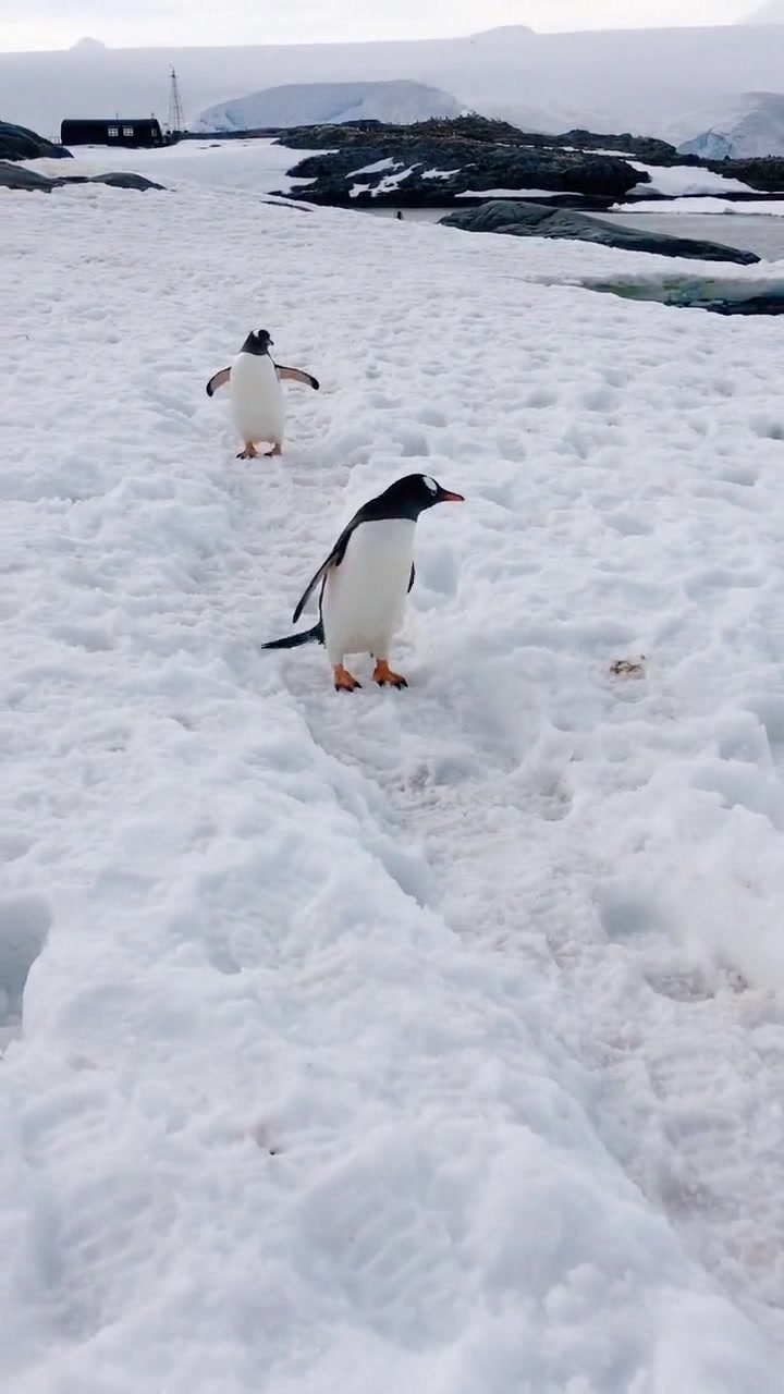 最近这视频火了,你见过企鹅在雪地奔跑的样子吗,简直萌到我了!