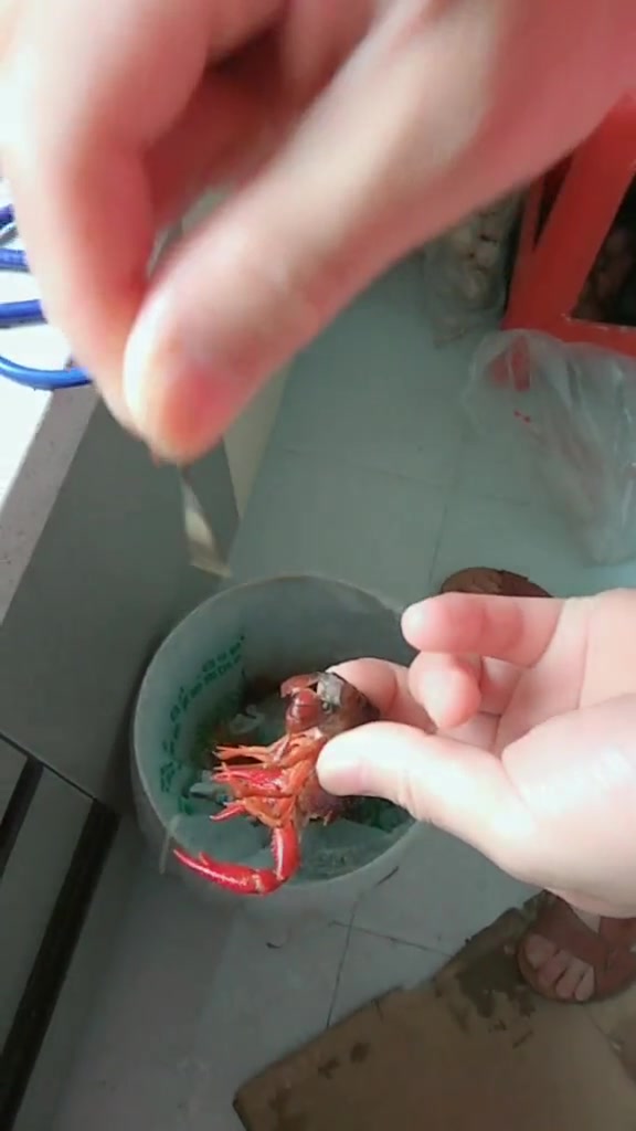 简单实用小龙虾清洗去头教程!一看就懂!