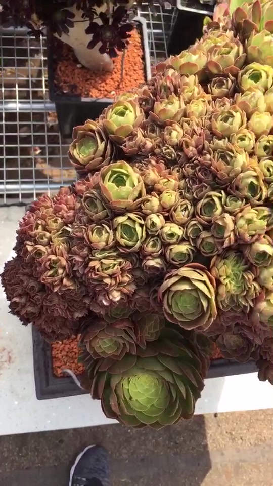这么大的缀化法师多肉你见过吗