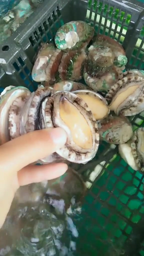 活鲍鱼与死鲍鱼的区别,原来是这样的,再也不用担心买到死鲍鱼了