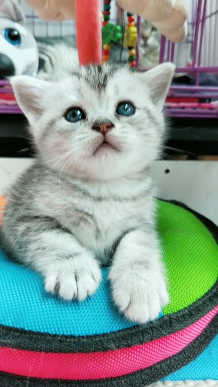 小猫咪:大兄弟,我都好久没有吃小鱼干了,今天能不能吃一点呀?