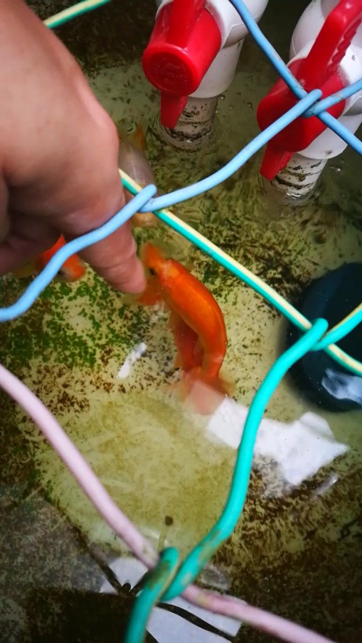 地金养熟了,就可以摸头了