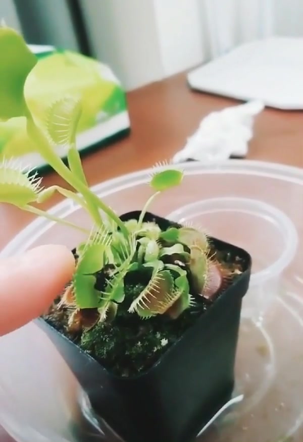 捕蝇草:今天就算饿死,也不会吃你一口虫子,真香!