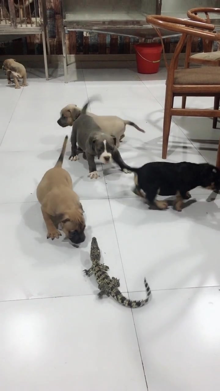 最近这个视频火了,刚开始我还以为是个电动玩具,没想到是只鳄鱼