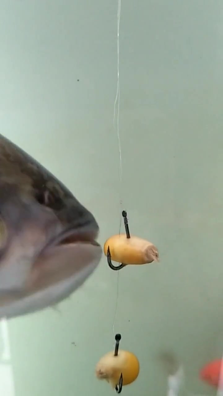 高清版大草鱼吃玉米,快来看看鱼儿是怎么吃食的