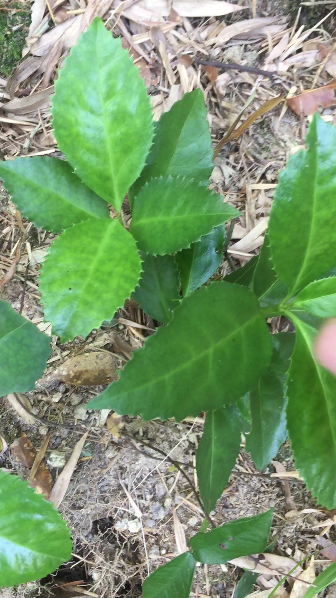 这中药村民们叫它牛奶根,坐月子的好药材