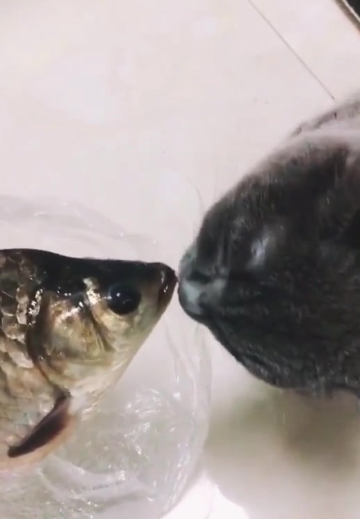 羞羞脸!连猫咪都跟鱼儿相亲相爱了,这是发生了什么