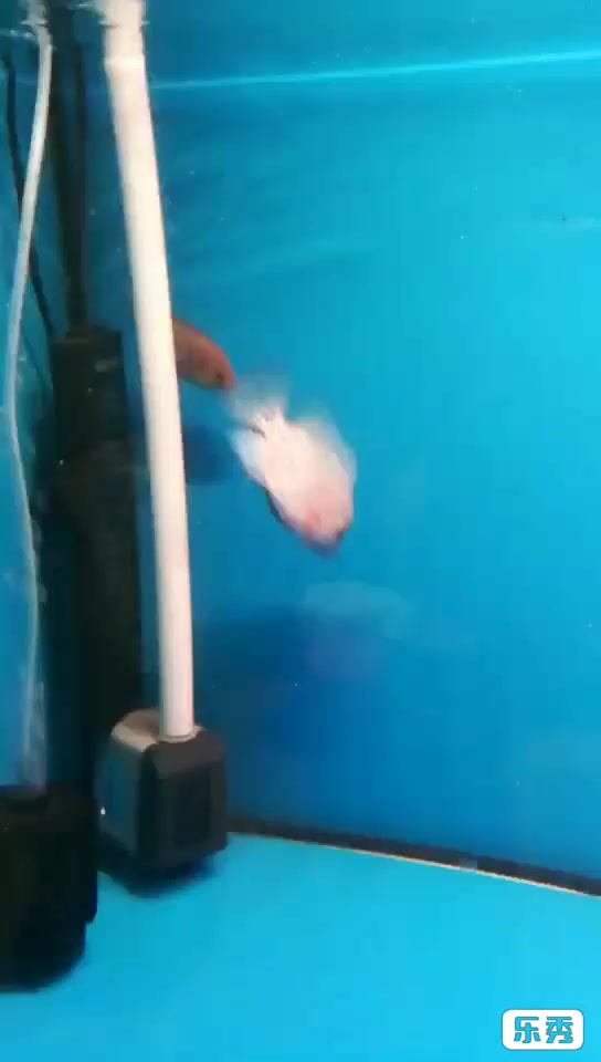 亚成德萨一枚,大家觉得怎样?