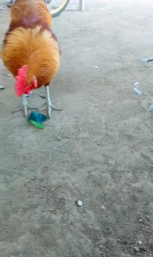 大公鸡吃虫子!虫子:给个痛快的吧!