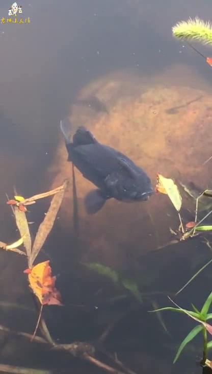 鱼在水里做这个动作,是在呼吸吗,还是在喝水