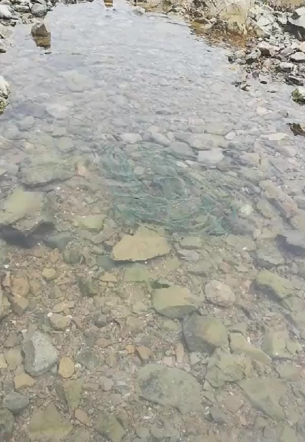 鱼在产卵的时候原来是这样的,真让我大开眼界啊