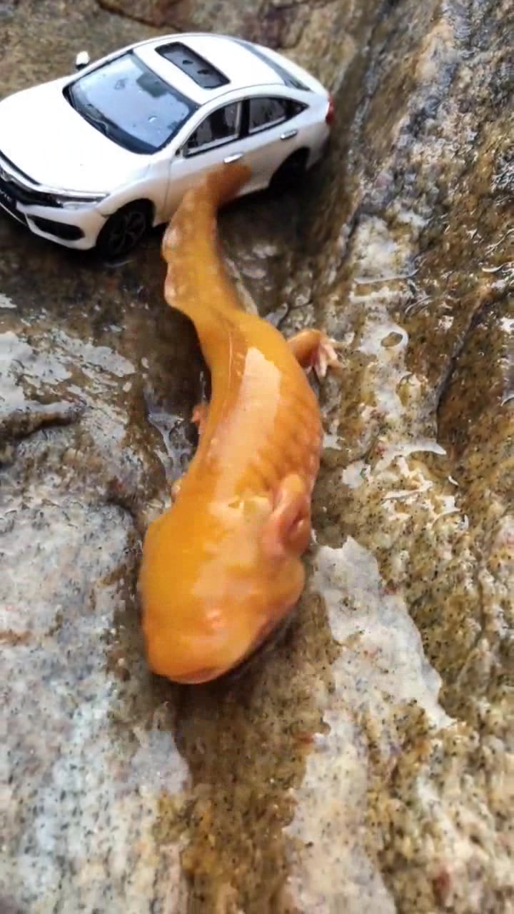 第一次见这个颜色的娃娃鱼,太可爱了,你喜欢吗?