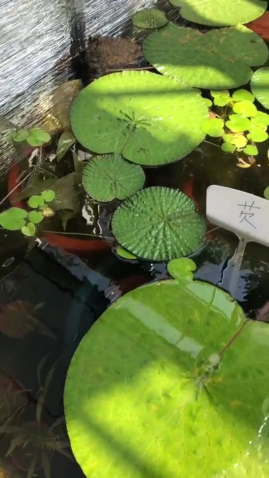 闰土游记小伙伴们知道鸡头米(就是芡实)长什么样子吗。