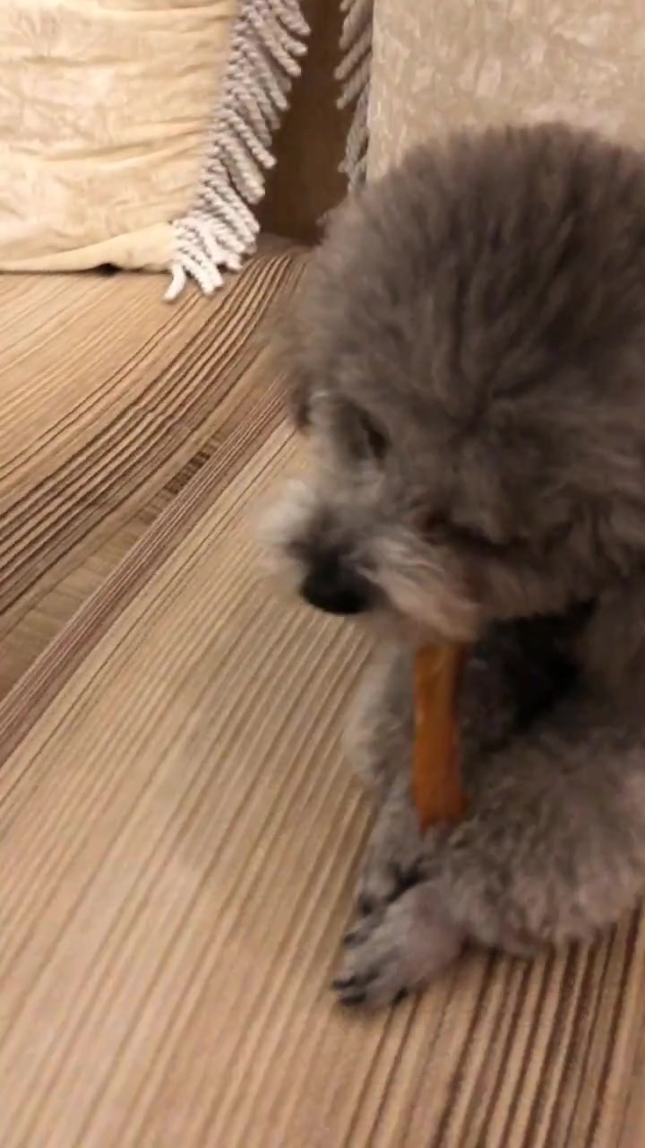 吃点鸡肉干还担心被铲屎官下毒,小白怎么能这么可爱!