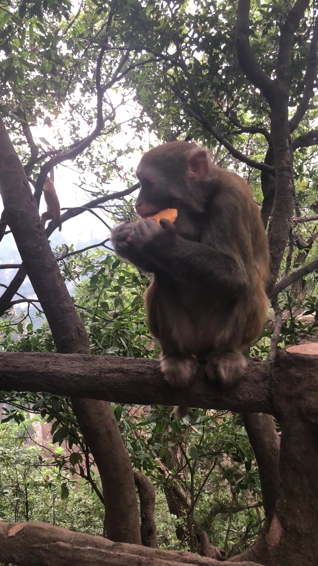 你吃旺旺大米饼有猴子快吗?